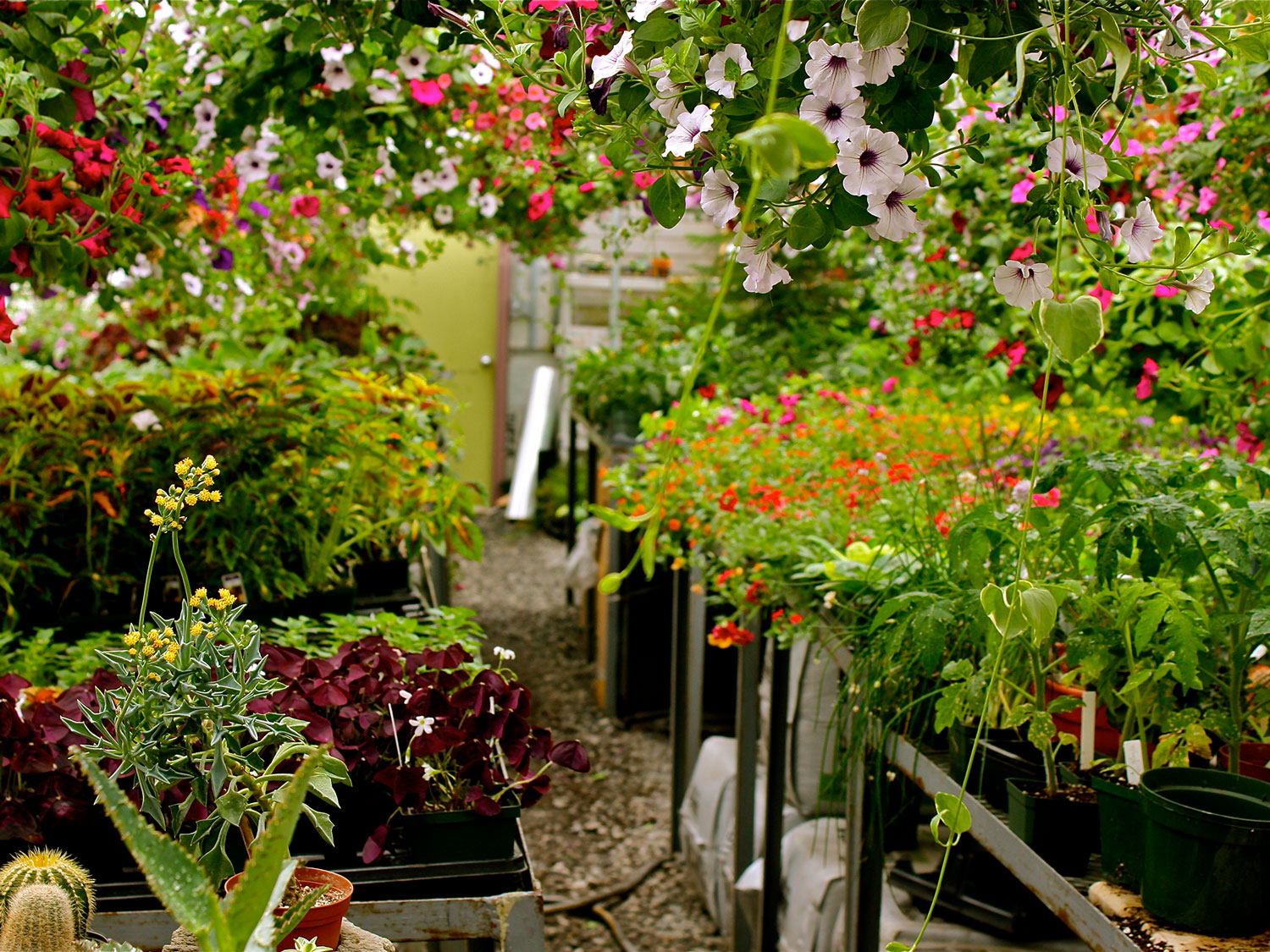 20100430 Bella Greenhouse 30 web